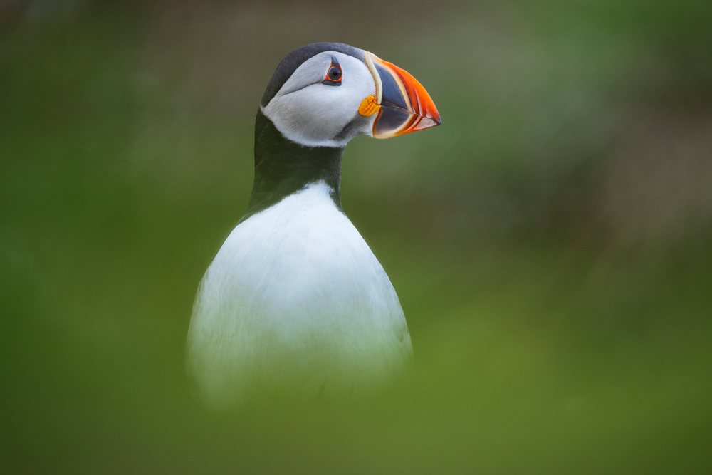 Close-up profile of a Puffin bird with its distinctive colorful beak, white chest, and black feathers outdoors, Landscape, Cityscape, Lifestyle, Elliston, Newfoundland & Labrador, Canada.