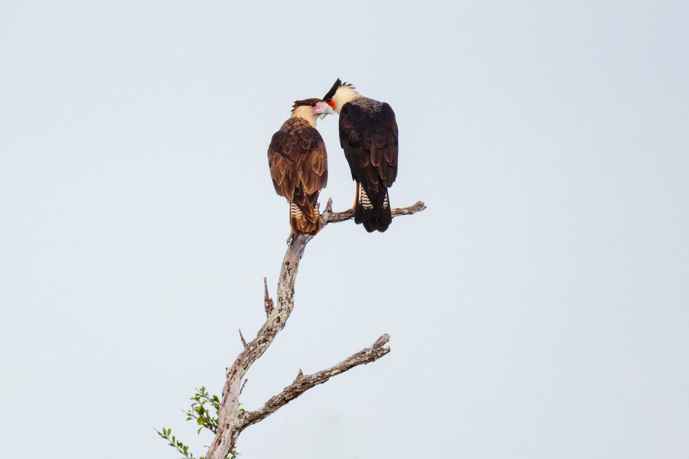 Two Caracara birds perched closely on a bare dry branch in a grassland setting at Santa Clara Ranch, Wildlife, Rio Grande City, Texas, USA.