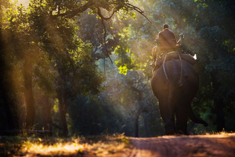 Man riding an elephant along a forest path with sunlight filtering through trees, Madhya Pradesh, India.