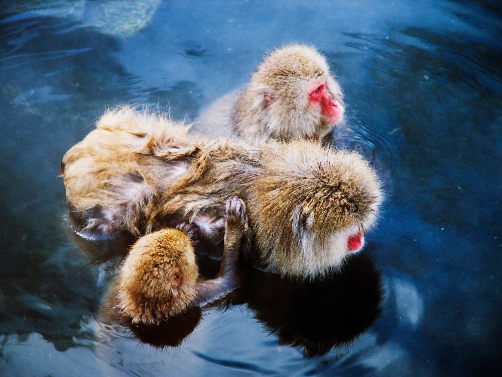 Two adult Japanese macaques and a juvenile partially submerged and interacting in a dark blue hot spring pool during winter, Japan, Asia.