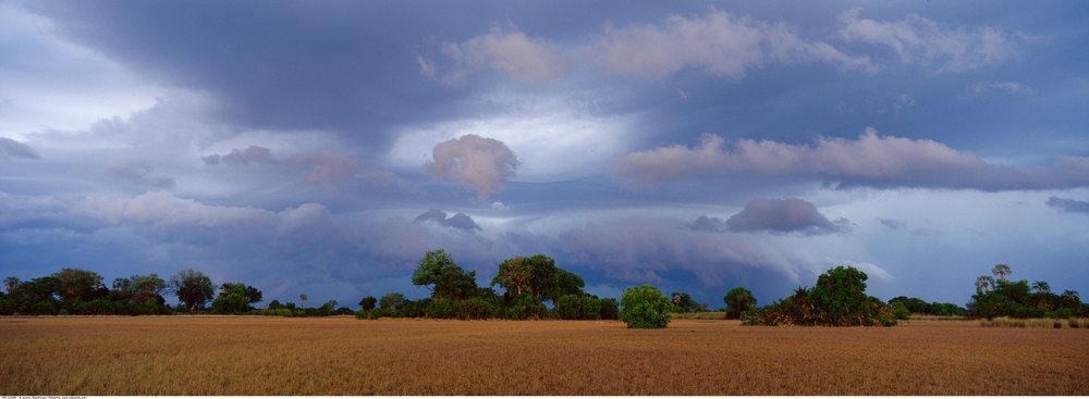 Storm clouds gather over a dry field with scattered trees beneath a dramatic sky.
