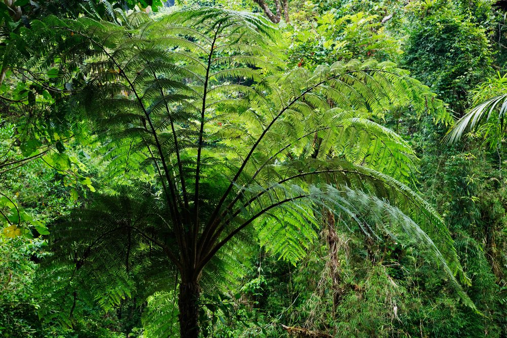 Fern tree with large green fronds in the lush tropical rainforest of, Cordillera Central, Costa Rica.