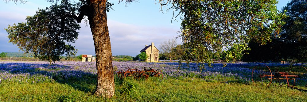 Small stone cottage in a sunlit field covered with bluebonnets and rusty farming equipment.