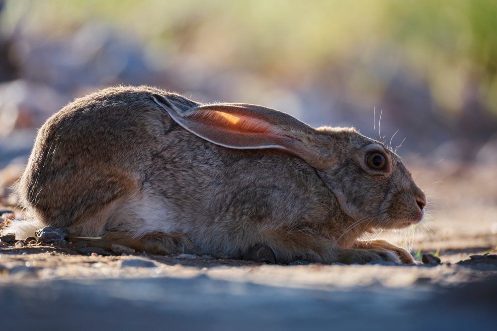 Cape scrub hare resting on rocky ground with brown fur and large ears in a natural daytime setting, landscape, wildlife, Giribes Plain, Kunene Region, Namibia.