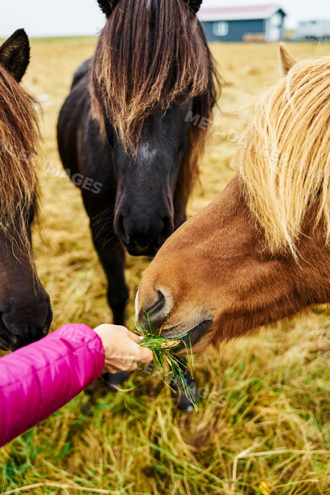 White Person feeding three horses fresh grass in a field