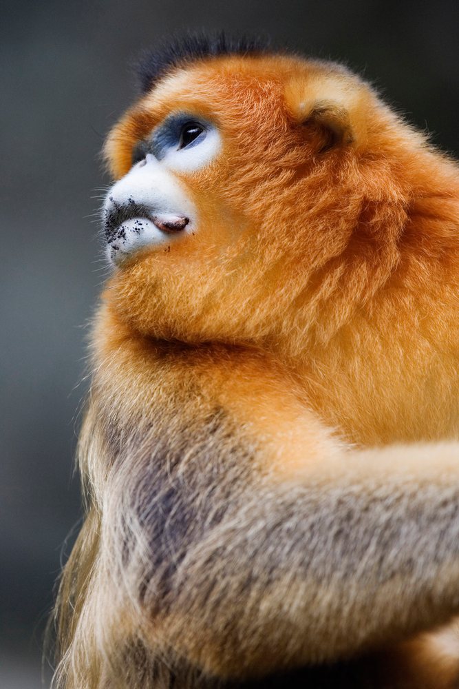 Close-up of a golden monkey with vibrant orange fur facing left, showing detailed facial features, Shaanxi Province, China.