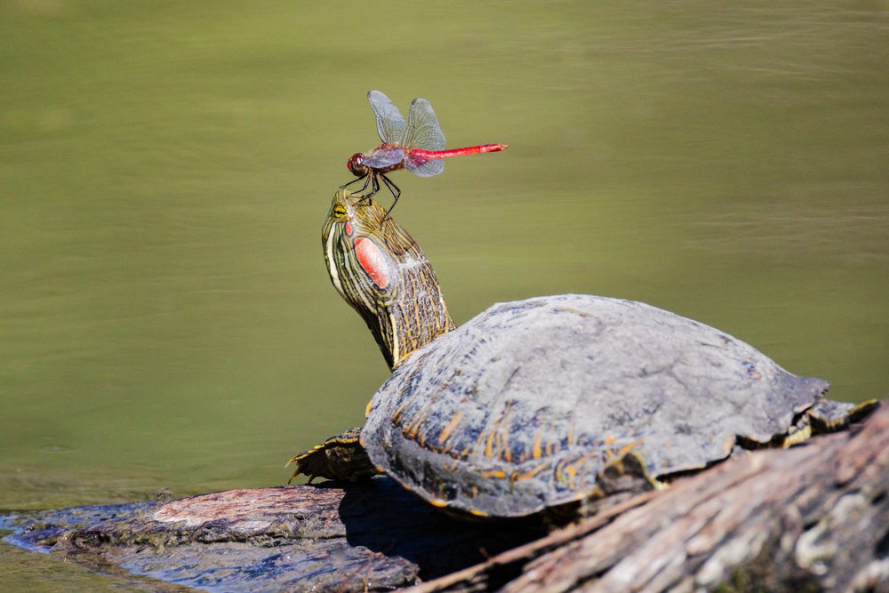 Red dragonfly perched on the head of a red-Eared Slider turtle resting on a partially submerged log in green water at Santa Clara Ranch, Wildlife, Rio Grande City, Texas, USA.