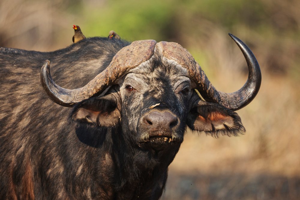 African Buffalo with large curved horns, with two birds on its back in a savanna grassland environment, Wildlife, Mfuwe, South Luangwa National Park, Zambia.