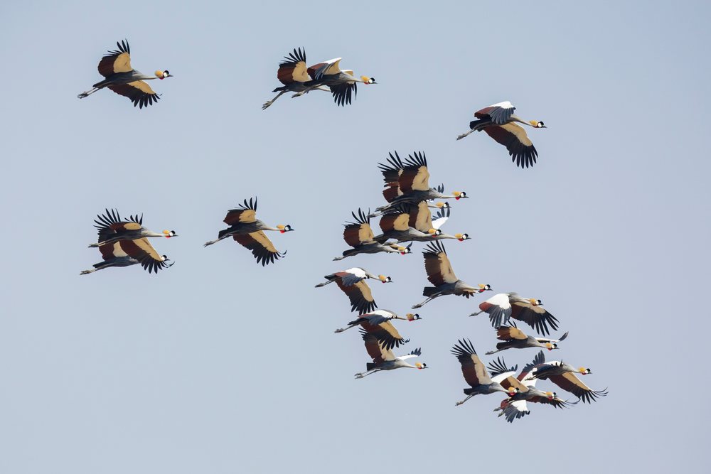 Flock of crowned cranes flying together in the sky above, Wildlife, Mfuwe, South Luangwa National Park, Zambia.