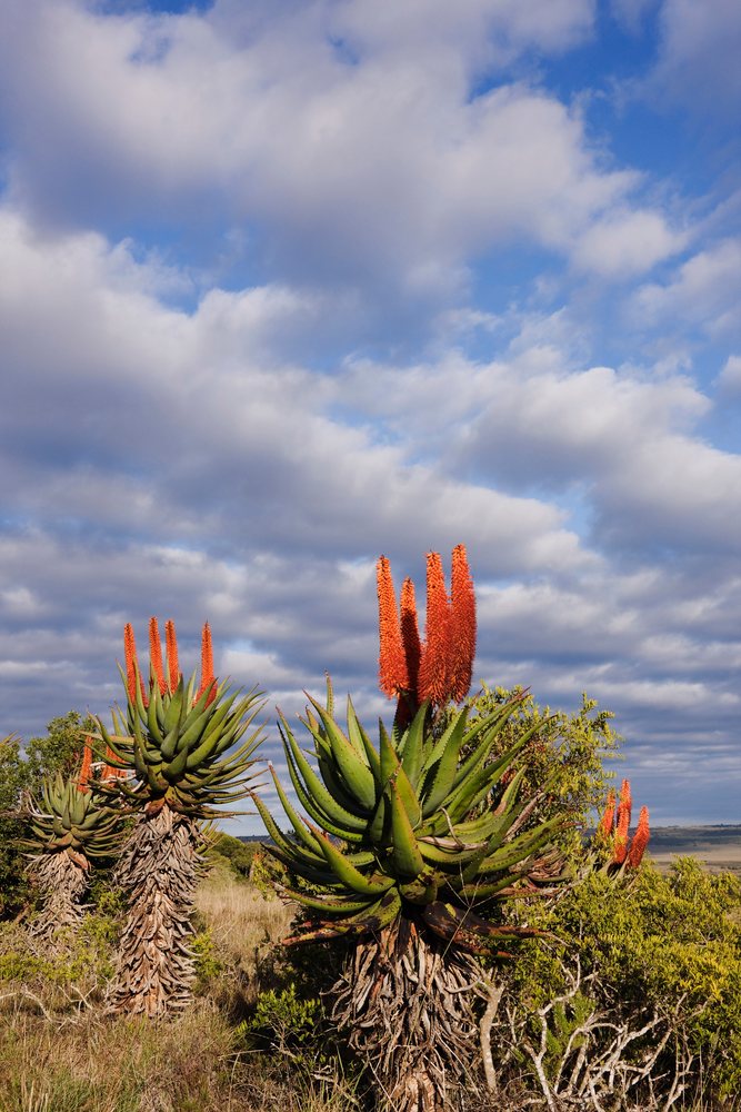 Flowering aloe plants with orange blooms growing outdoors in a natural landscape under a cloudy sky, Eastern Cape, South Africa.