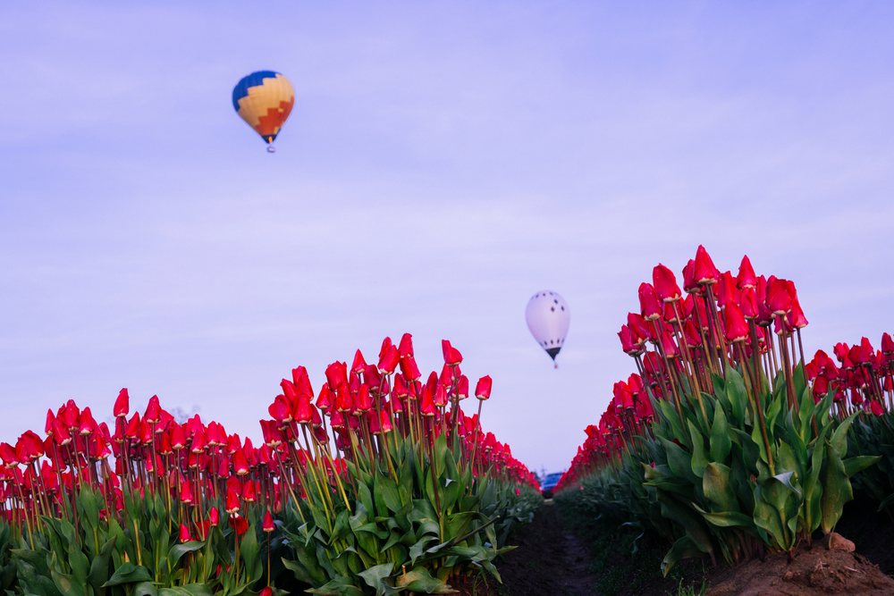 Red tulips bloom in rows in a rural flower farm field with two hot air balloons floating in the clear sky above, USA.