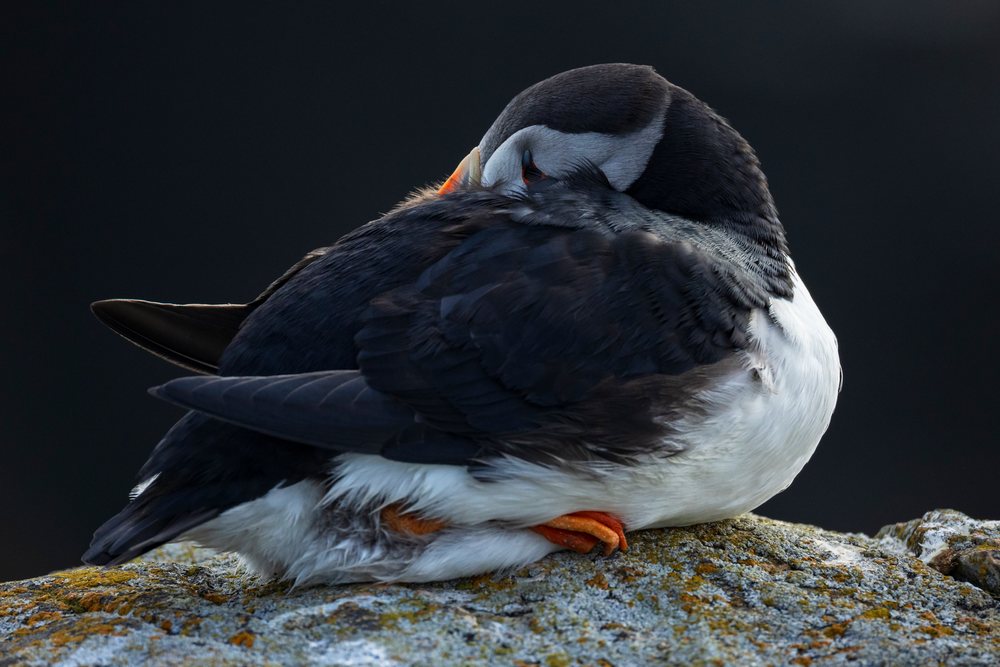 Resting Puffin perched on moss-covered rock with folded wings against dark background, Landscape, Cityscape, Lifestyle, Elliston, Newfoundland & Labrador, Canada.