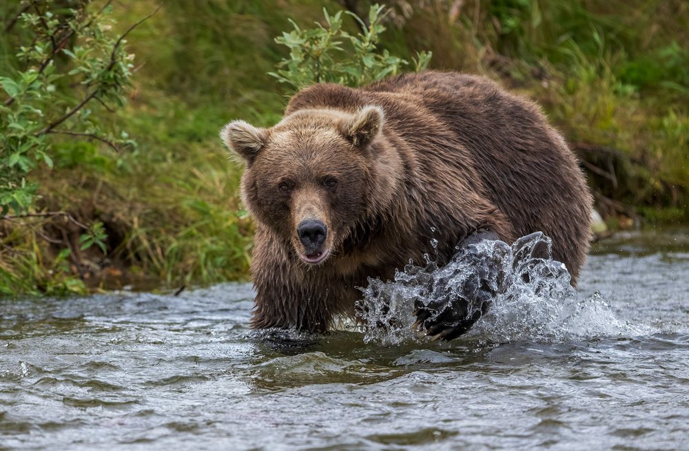 Alaskan Brown bear wading and splashing in a stream near the riverbank, Katmai National Park, Alaska, USA.