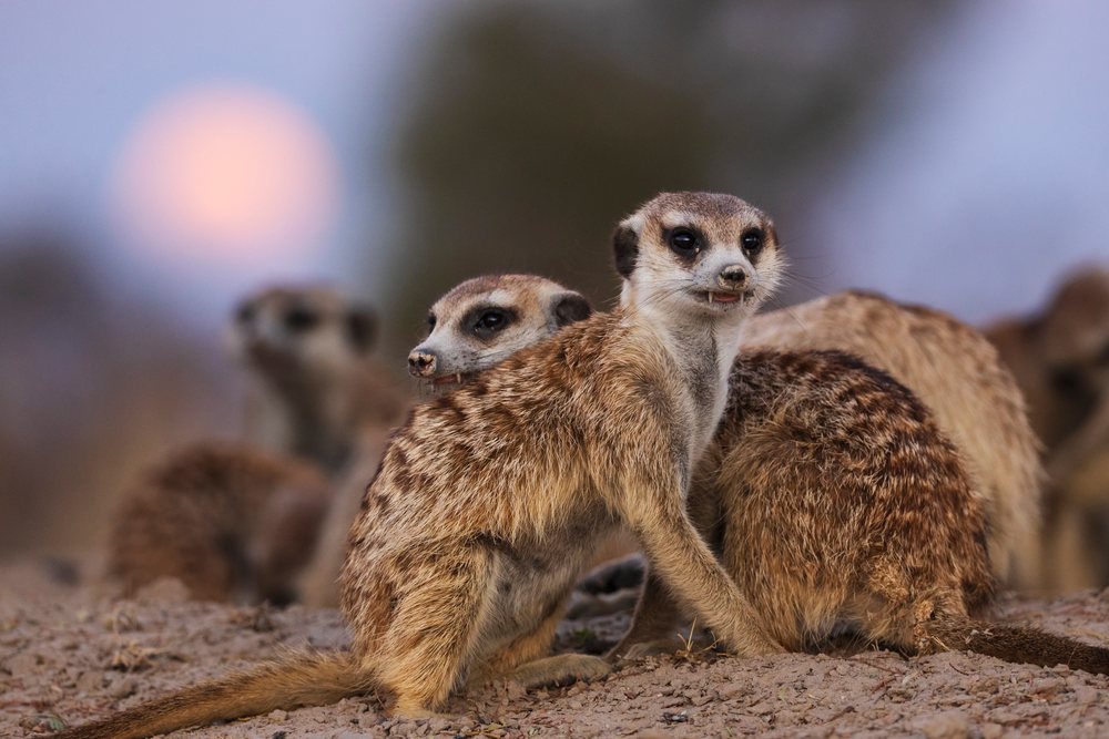 Group of meerkats on sandy ground at Moonrise in the Kalahari Research Center, Wildlife, Vanzylsrus, Northern Cape, South Africa.