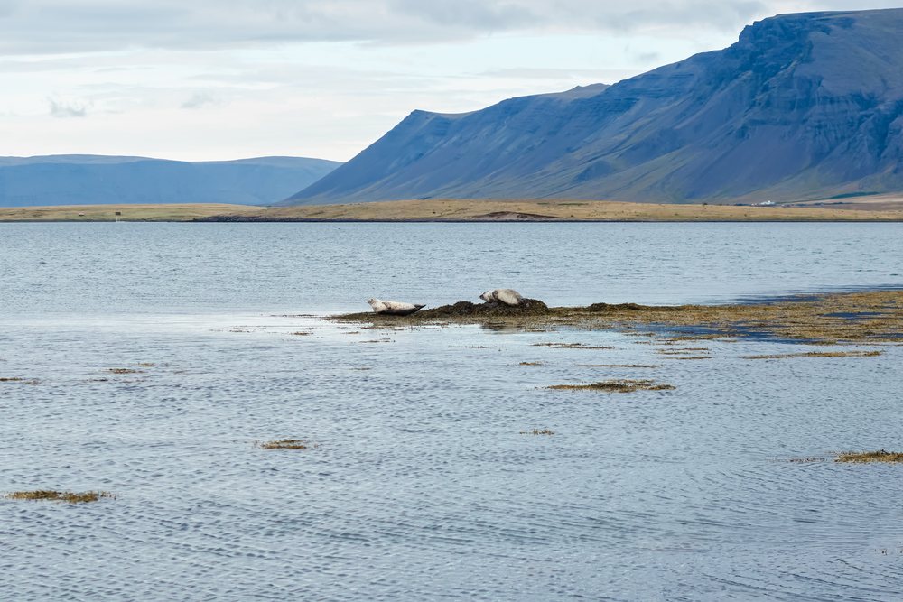 Two seals resting on seaweed by the shore