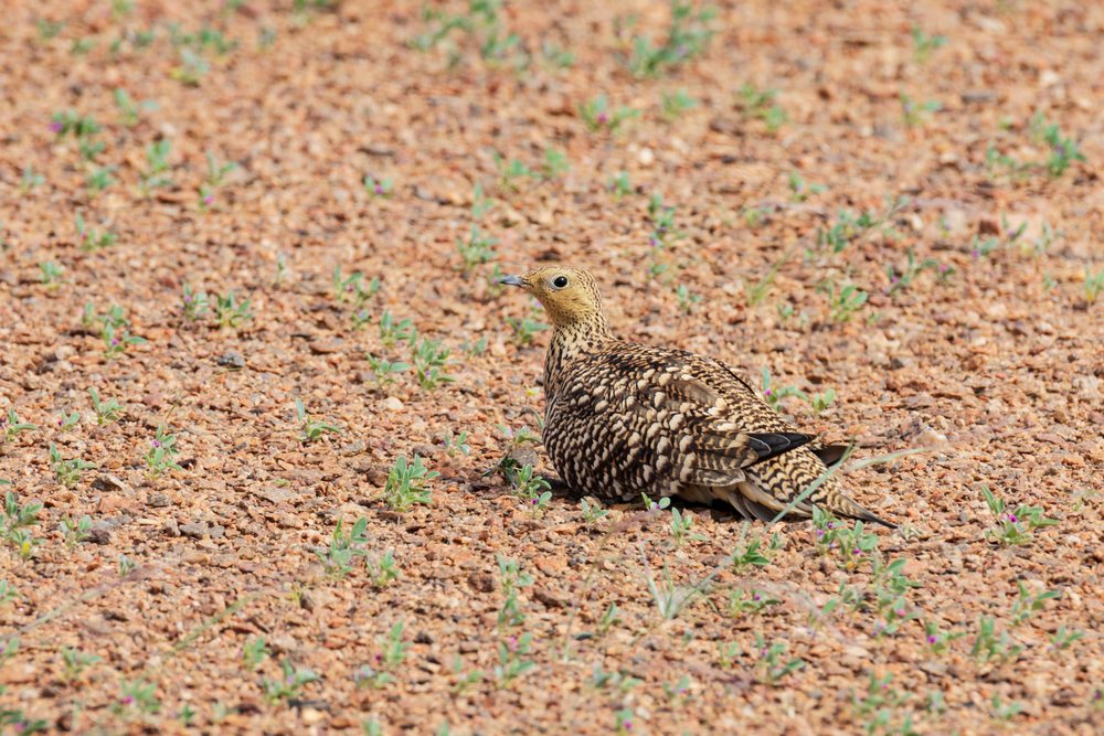 Namaqua Sandgrouse resting on gravel ground with sparse vegetation in Namibia's, landscape, wildlife, Kunene Region.