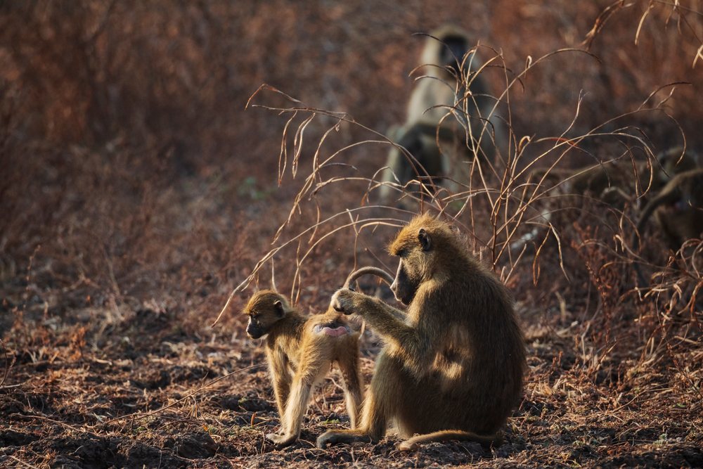 Baboons grooming together on the forest floor in their natural habitat, Africa, Wildlife, Mfuwe, South Luangwa National Park, Zambia.