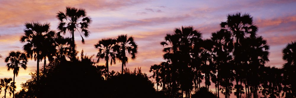 Palm trees silhouetted against a colorful dawn sky with warm orange, pink, and purple clouds.