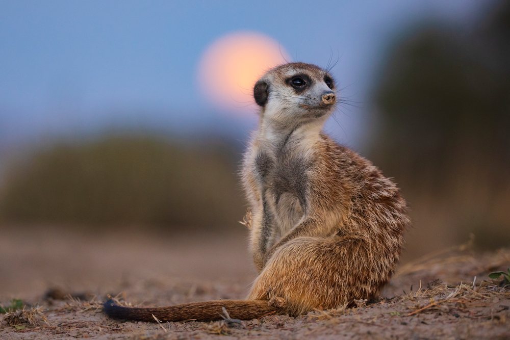 Meerkat sitting alert on sandy ground with moonrise in the background in Kalahari Desert, Wildlife, Vanzylsrus, Northern Cape, South Africa.