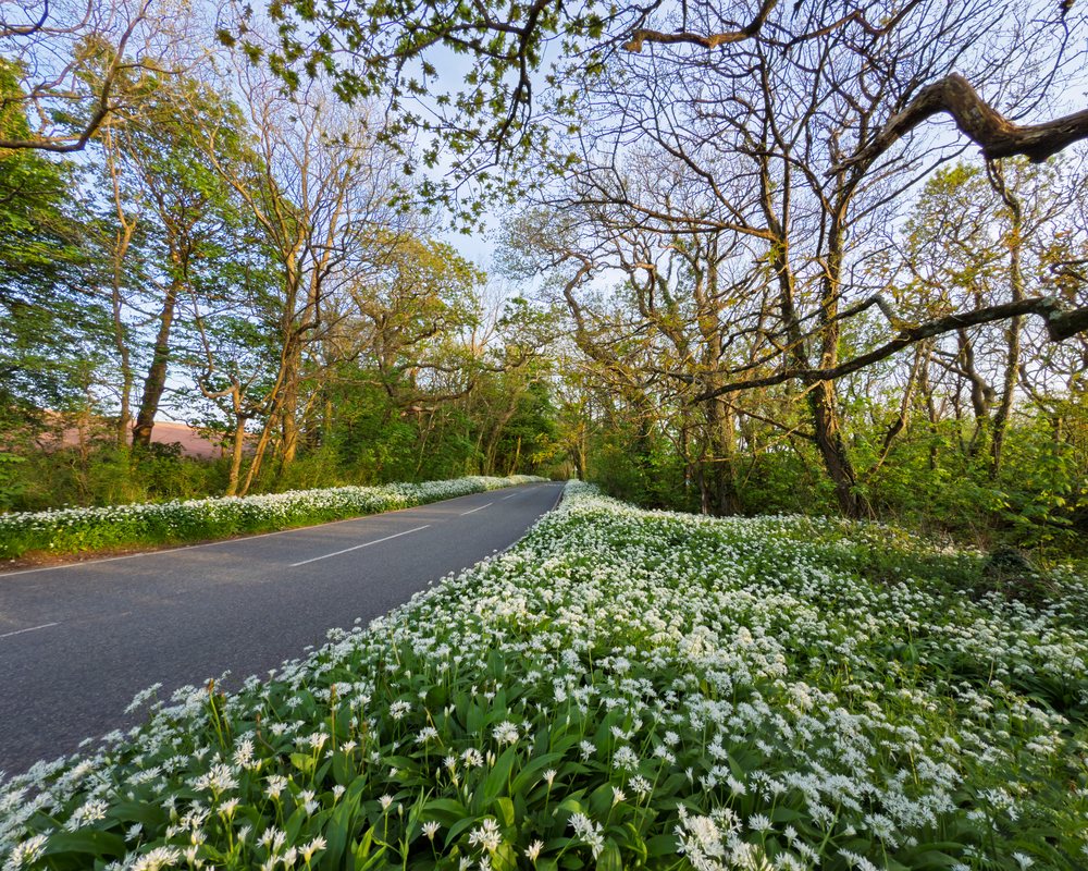 Wild garlic flowers grow densely along both sides of a quiet woodland road, during spring, Landscape, Petrox, Pembrokeshire, Wales.