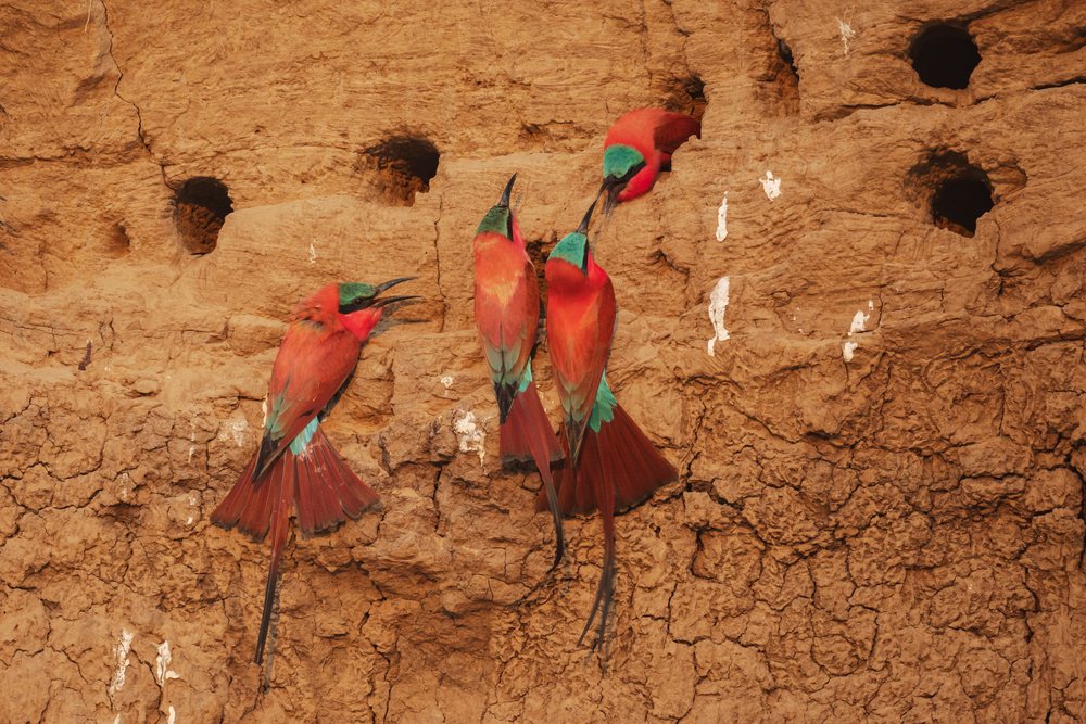 Carmine Bee-Eaters nest socially in mud wall holes in their natural habitat, Wildlife, Mfuwe, South Luangwa National Park, Zambia.
