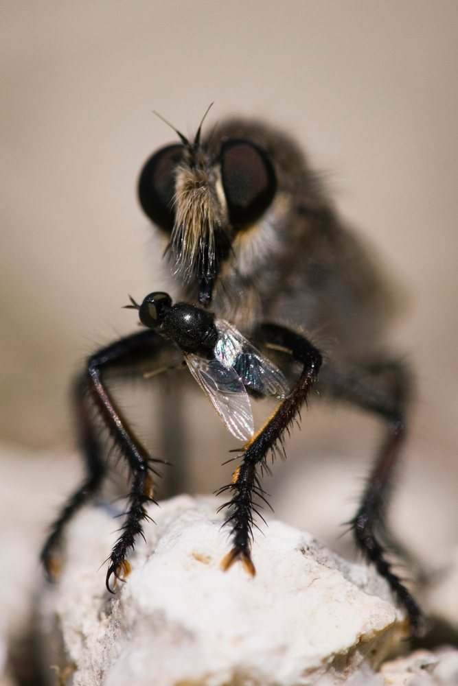 Robber fly capturing and eating another fly on a rock in a natural outdoor setting, wildlife, Texas, USA.