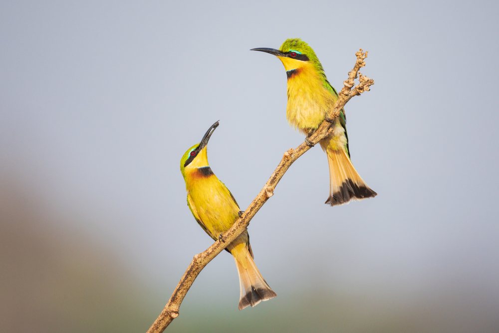 Two little bee-eaters with yellow and green feathers perch on a branch; one offers a Fly to its mate, Wildlife, Mfuwe, South Luangwa National Park, Zambia.