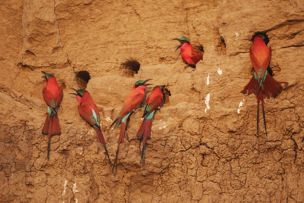 Colony of Carmine Bee-Eaters with red bodies and green heads nesting in holes on a mud cliff, Wildlife, Mfuwe, South Luangwa National Park, Zambia.
