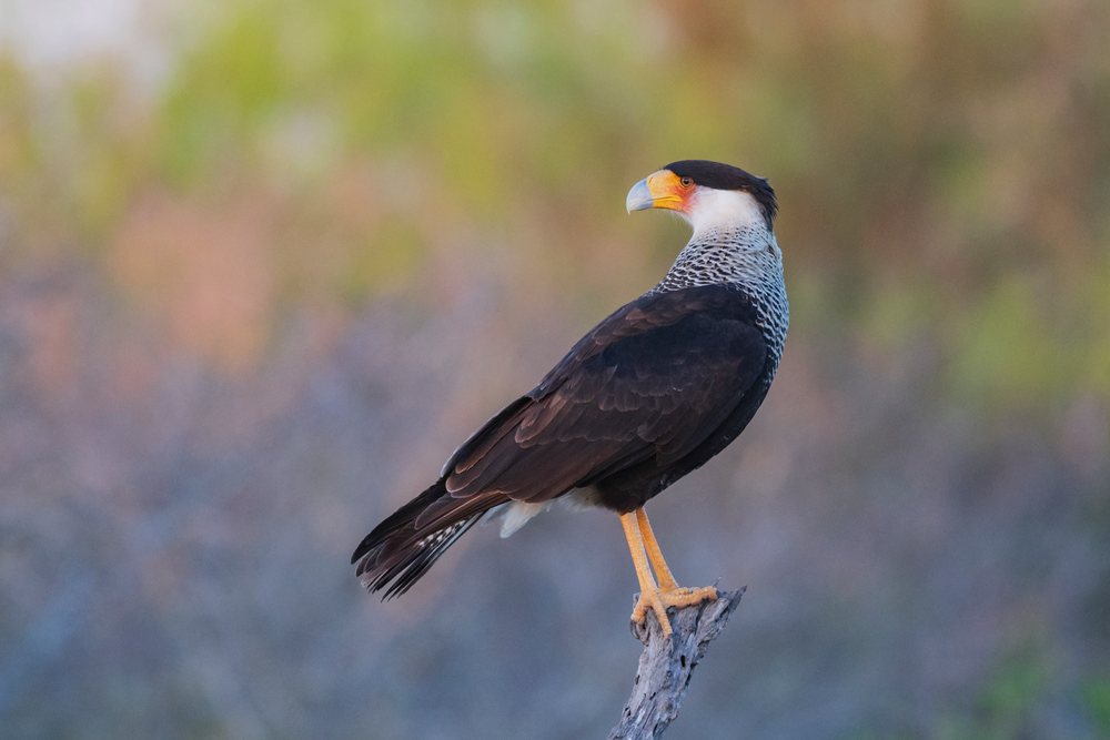 Crested Caracara bird perches on a branch at Sunrise at Santa Clara Ranch in South, Wildlife, McCook, Texas, USA.