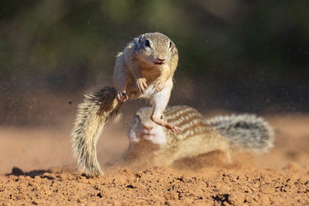 Two Ground Squirrels dynamically interact on dry soil at Santa Clara Ranch, Wildlife, Rio Grande Valley, Texas, USA.