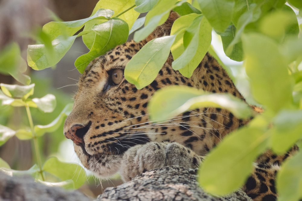 Leopard rests alertly on a Sausage Tree branch, Wildlife, Mfuwe, South Luangwa National Park, Zambia.