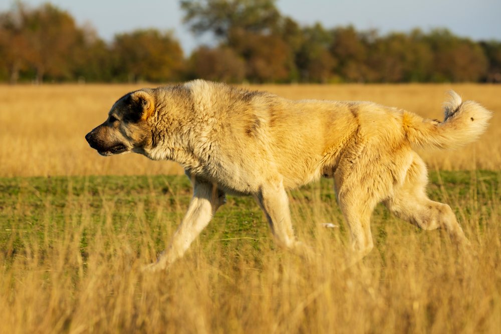 Georgian Shepherd Dog with golden beige fur walking in an open grassy field, shown in side profile, Shakriani, Georgia.