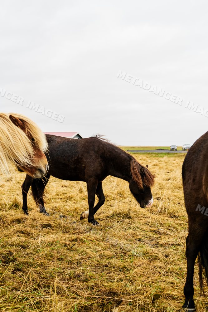Horses grazing in a grassy field under cloudy skies