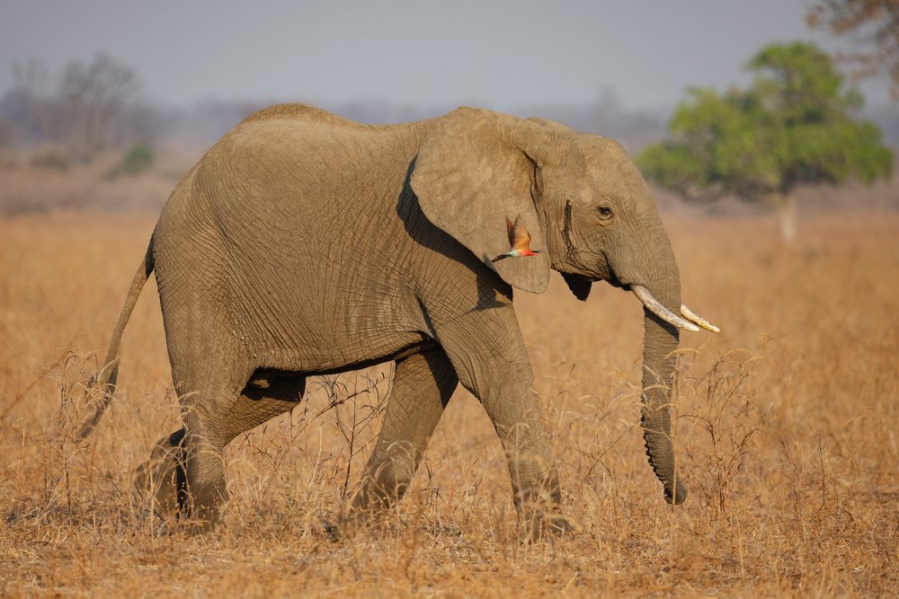 Elephant walking in dry savanna grassland with a Carmine Bee-Eater flying near its ear, Wildlife, Mfuwe, South Luangwa National Park, Zambia.