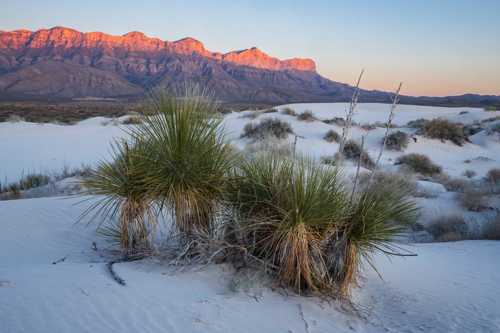 Soap Tree Yucca plants grow on white sand dunes with desert shrubs under a twilight sky at sunset in Guadalupe Mountains National Park, landscape, wildlife, Dell City, Texas, USA.
