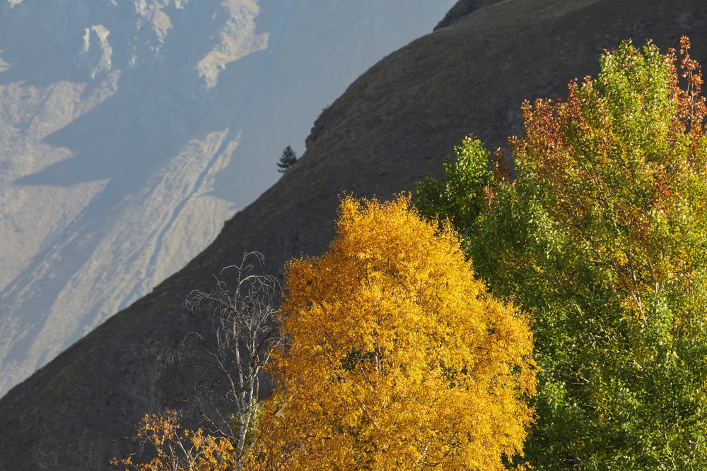 Fall Foliage, yellow and green leaves change color on deciduous trees in the mountainous Kazbegi region of Georgia under sunlight in autumn.