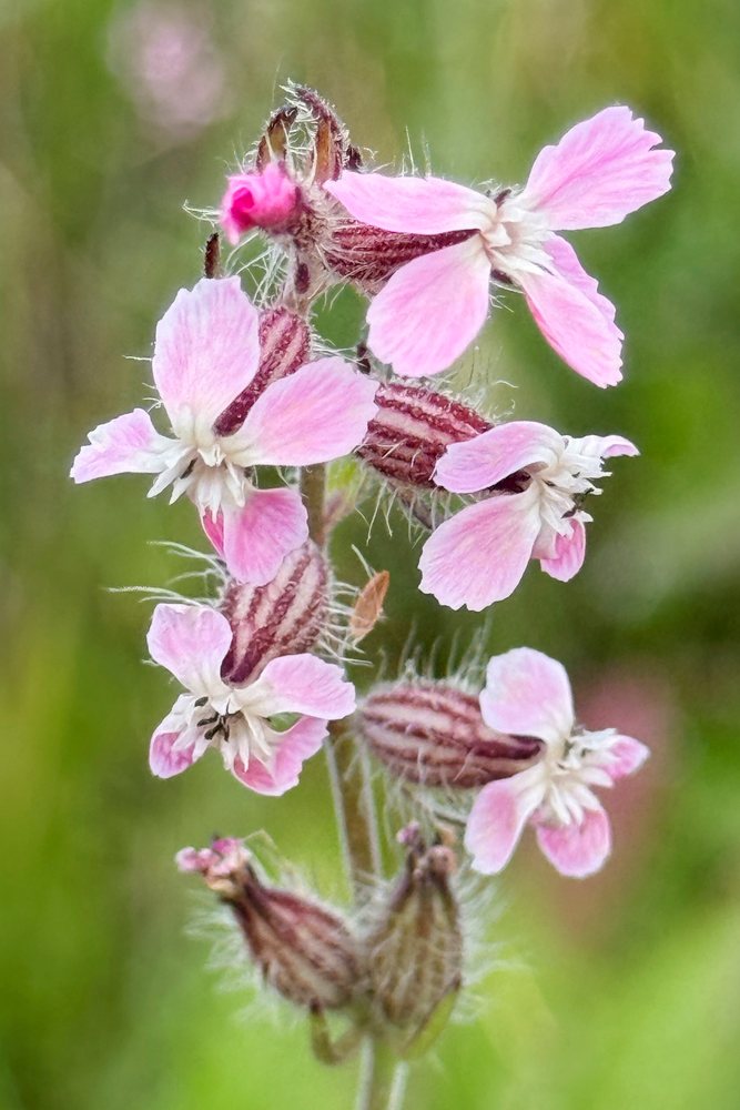 Common Catchfly wildflowers with pink petals on a herbaceous plant stem, Ricadi, Calabria, Italy.