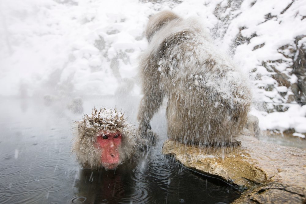 Two Japanese macaques soaking in a hot spring with snow on fur and steam rising, Jigokudani Onsen, Nagano, Japan.