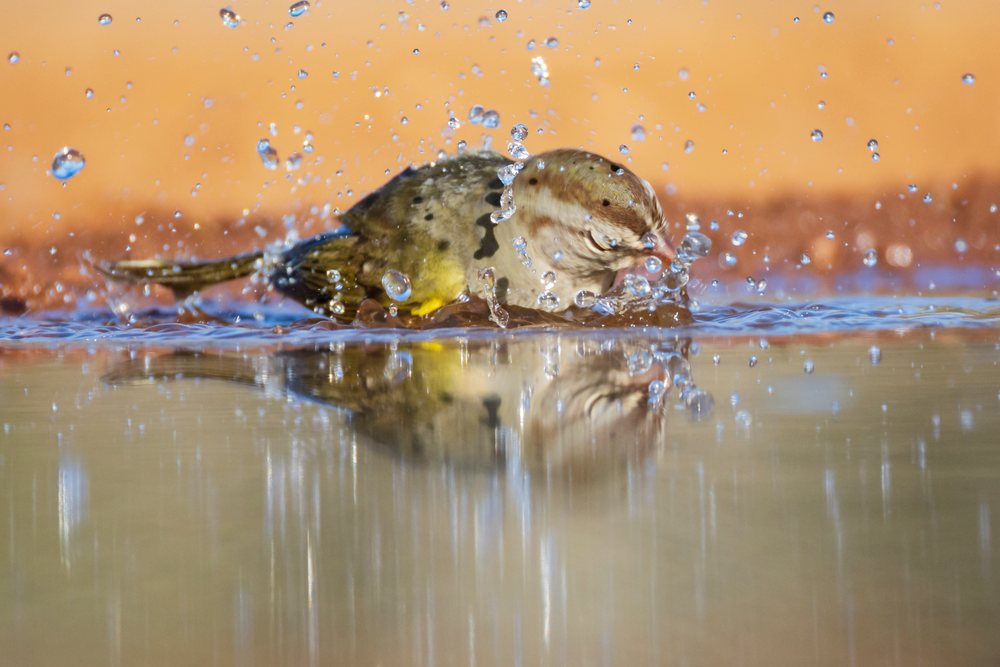 Olive sparrow bathing in water with splashing droplets and clear reflection at Santa Clara Ranch in South, Wildlife, McCook, Texas, USA.