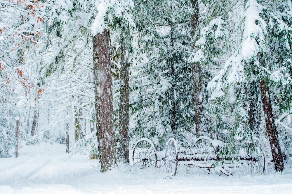 Heavy snowfall blankets snow-covered trees and rusty wagon wheels in a rural forest landscape, USA.