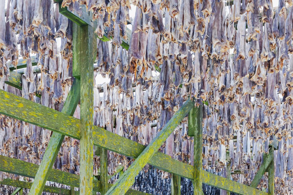 Cod fish drying on Wooden Racks outdoors in the fishing village of, Landscape, Henningsvaer, Lofoten, Norway.