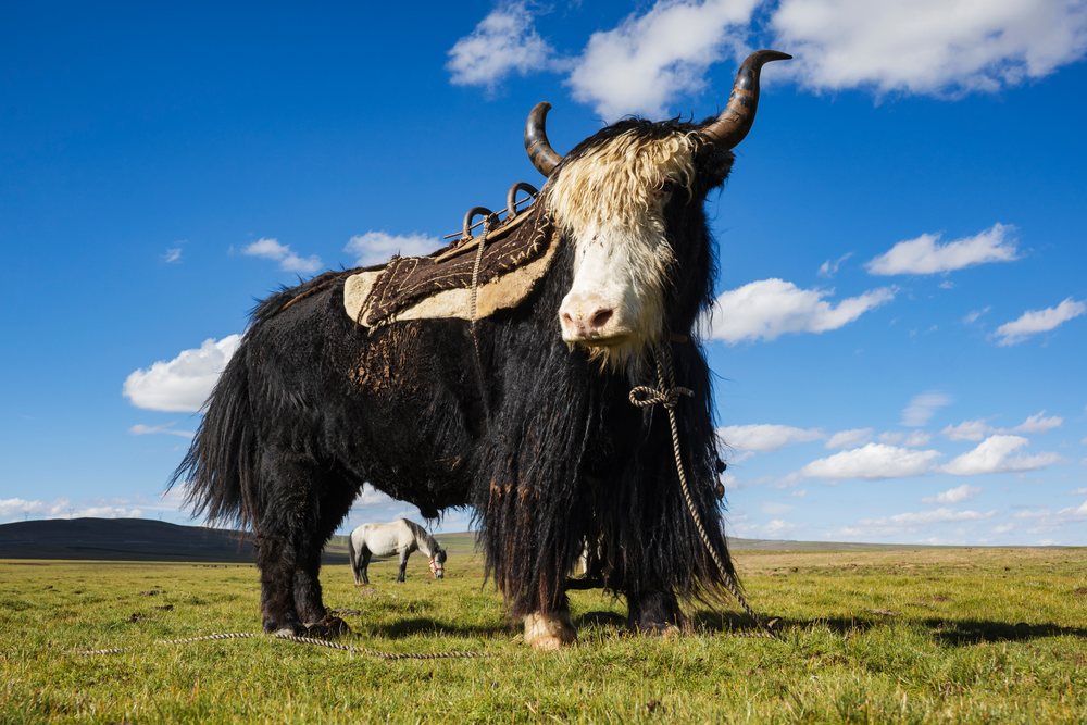 Portrait of a Yak standing on grassland, Qinghai Province, Anduo Tibet.