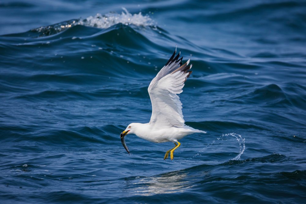 Herring gull flying over ocean waves while holding a Fish in its beak, Newfoundland, Landscape, Cityscape, Lifestyle, St Vincent's Beach, Newfoundland & Labrador, Canada.