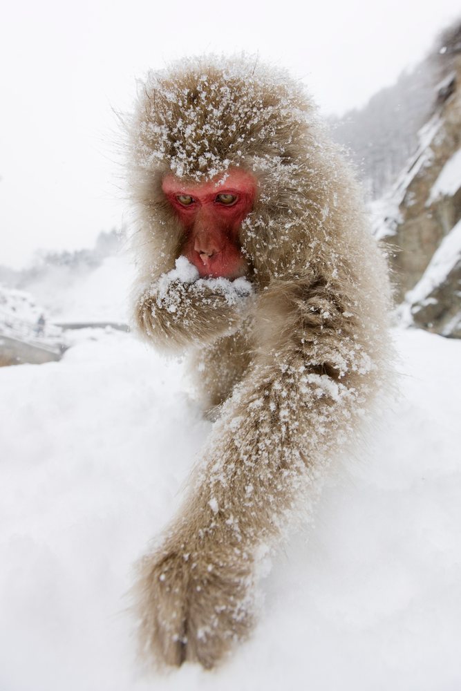 Japanese macaque with red face forages in snowy Nagano mountain habitat outdoors, Japan.