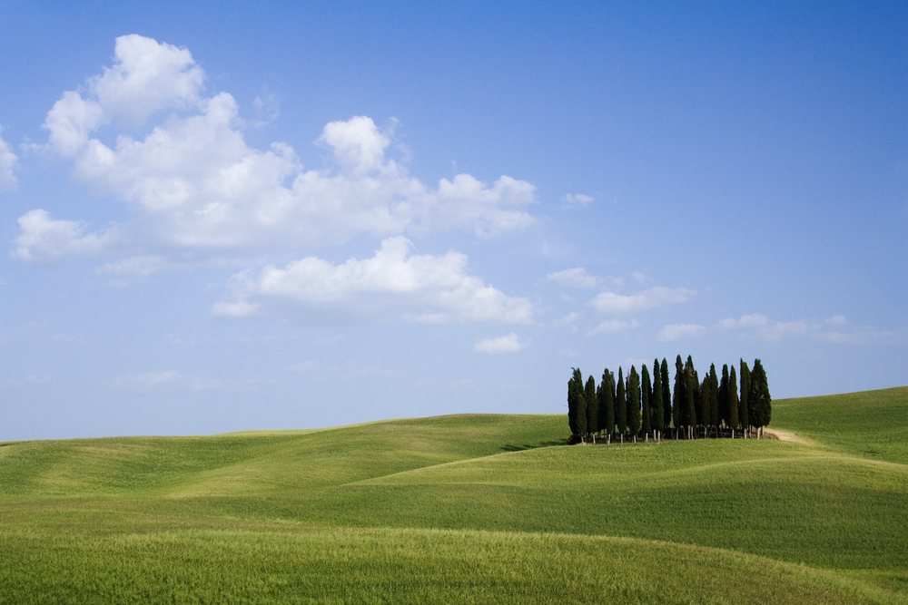 Grove of tall narrow cypress trees on rolling green grass-covered hills under a partly cloudy blue sky, Tuscany, Italy.