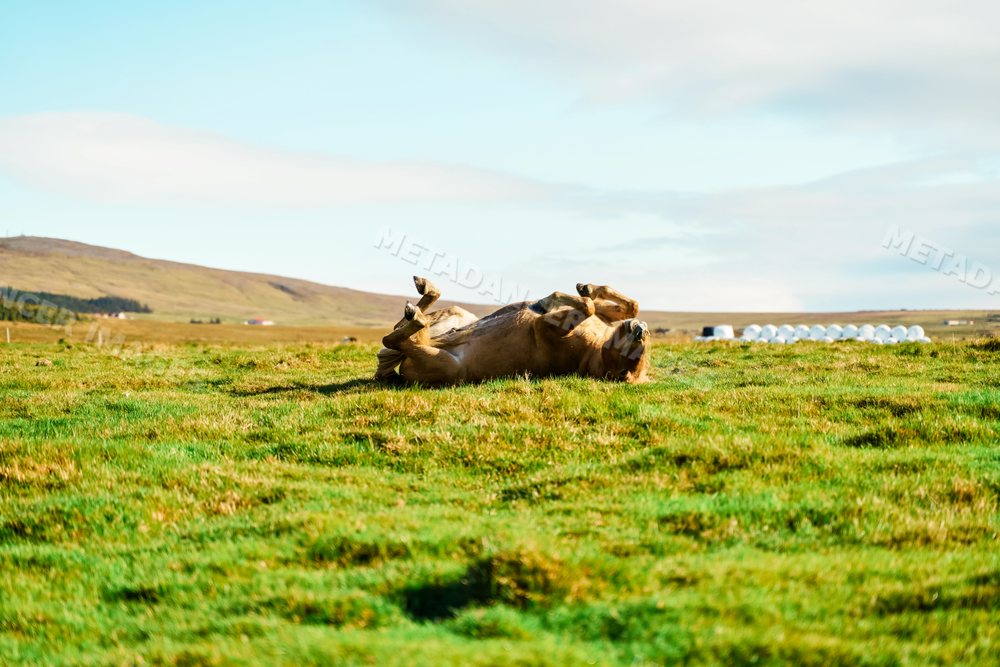 A horse rolling on grass in a rural farm field