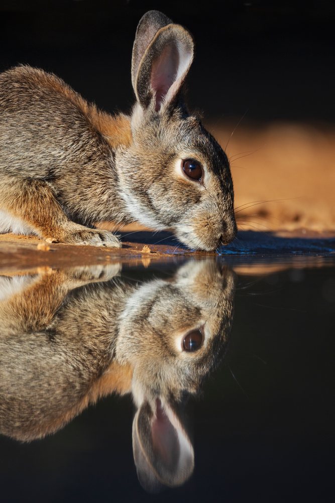Texas cottontail rabbit drinking water at santa clara ranch, Wildlife, Rio Grande City, USA.