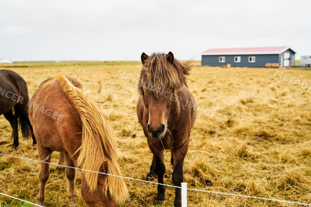 Two horses graze in a fenced rural field with a farm building