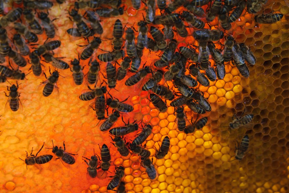 Bees clustered on a honeycomb filled with honey, Europe, Landscape, Bled, Slovenia.