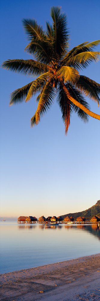 Palm tree in sunset light over a sandy beach with calm ocean water and overwater bungalows, Sofitel la Ora Resort Moorea, Polynesia.
